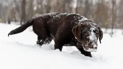 Why Dogs Like to Eat Snow and Whether You Should Worry — Safe Winter Walk Rules